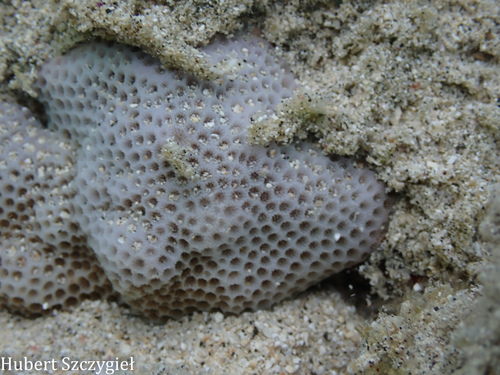 Porites brighami observed 2026-04-05