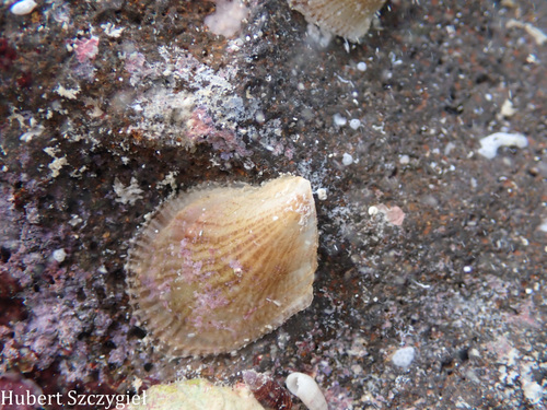 Isognomon perna observed 2026-04-05