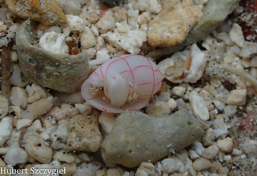 Pagurixus festinus observed 2026-04-05