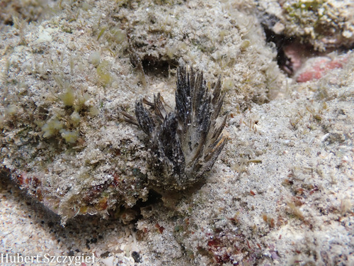 Symploca hydnoides, 2026-04-05