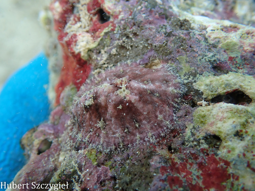 Dolabrifera dolabrifera, 2026-04-05