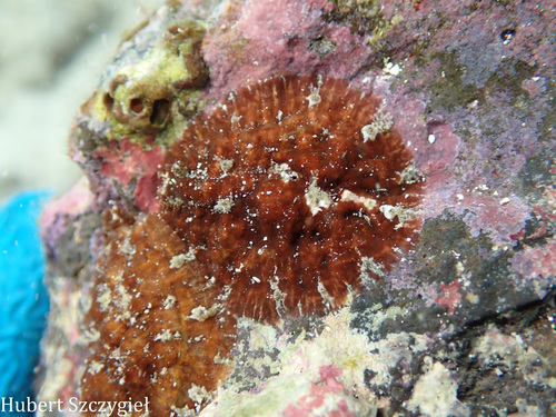 Dolabrifera dolabrifera, 2026-04-05