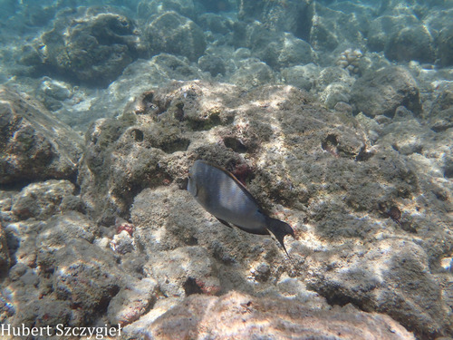 Acanthurus nigroris observed 2026-04-05