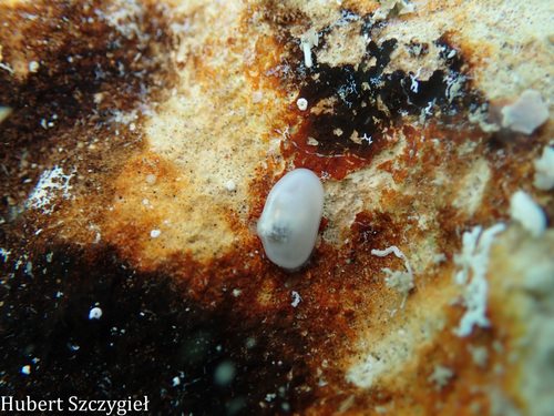 Nesobornia hawaiensis observed 2026-04-05