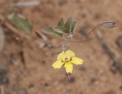 Goodenia hederacea