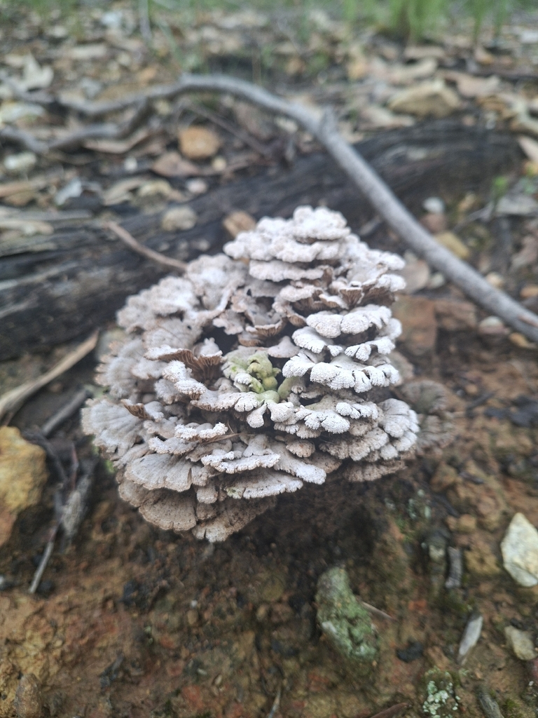 Schizophyllum commune · May 2026 · photo: © jessbamford (iNaturalist, cc-by-sa)