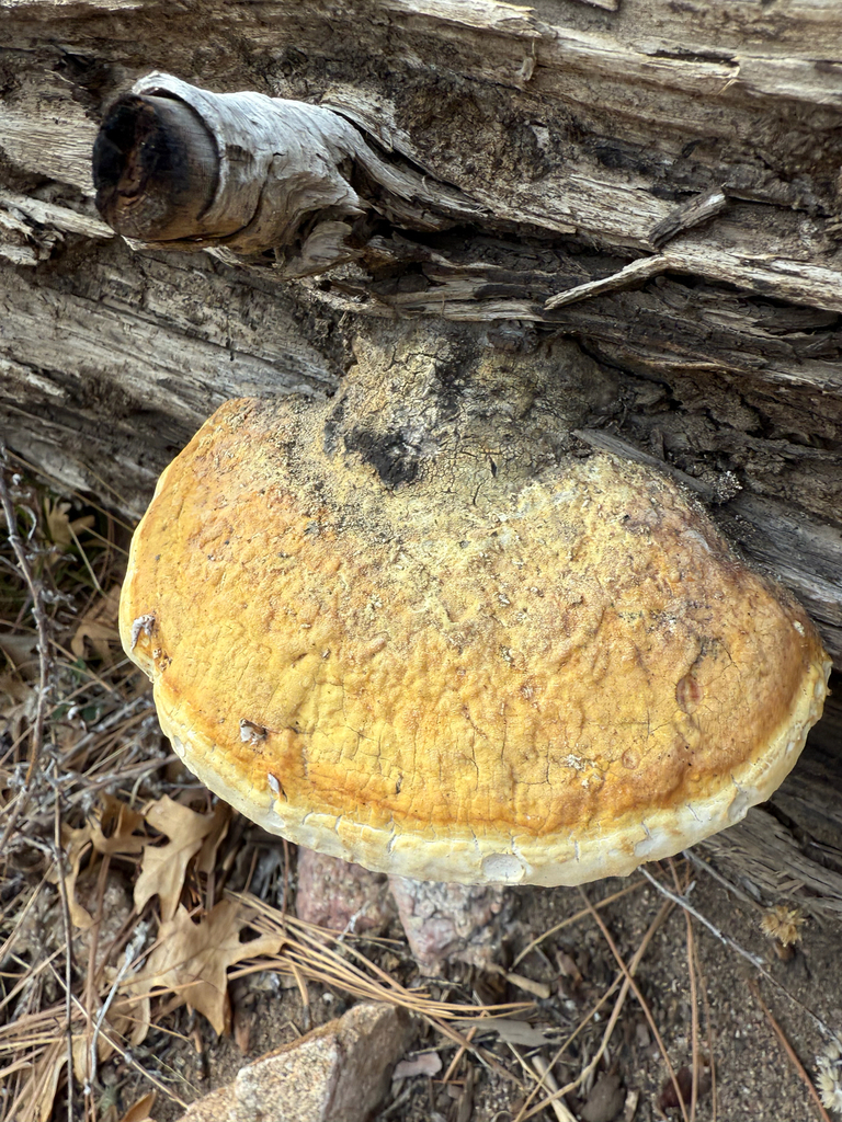 Fomitopsis schrenkii · May 2026 · photo: © rachelleaf (iNaturalist, cc-by)