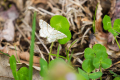 Trigrammia quadrinotaria