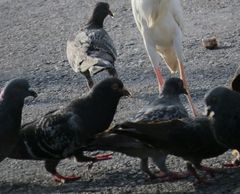 Columba livia domestica