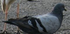 Columba livia domestica