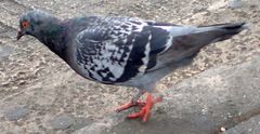 Columba livia domestica