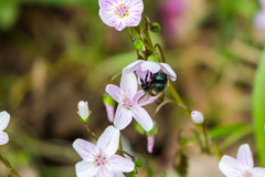 Osmia lignaria lignaria