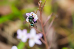 Osmia lignaria lignaria