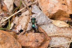 Osmia lignaria lignaria