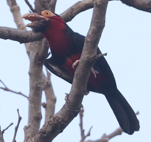 Bearded Barbet