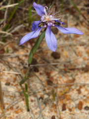 Moraea lugubris