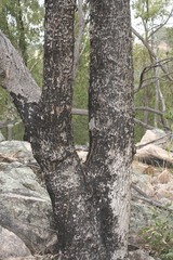 Eucalyptus goniocalyx