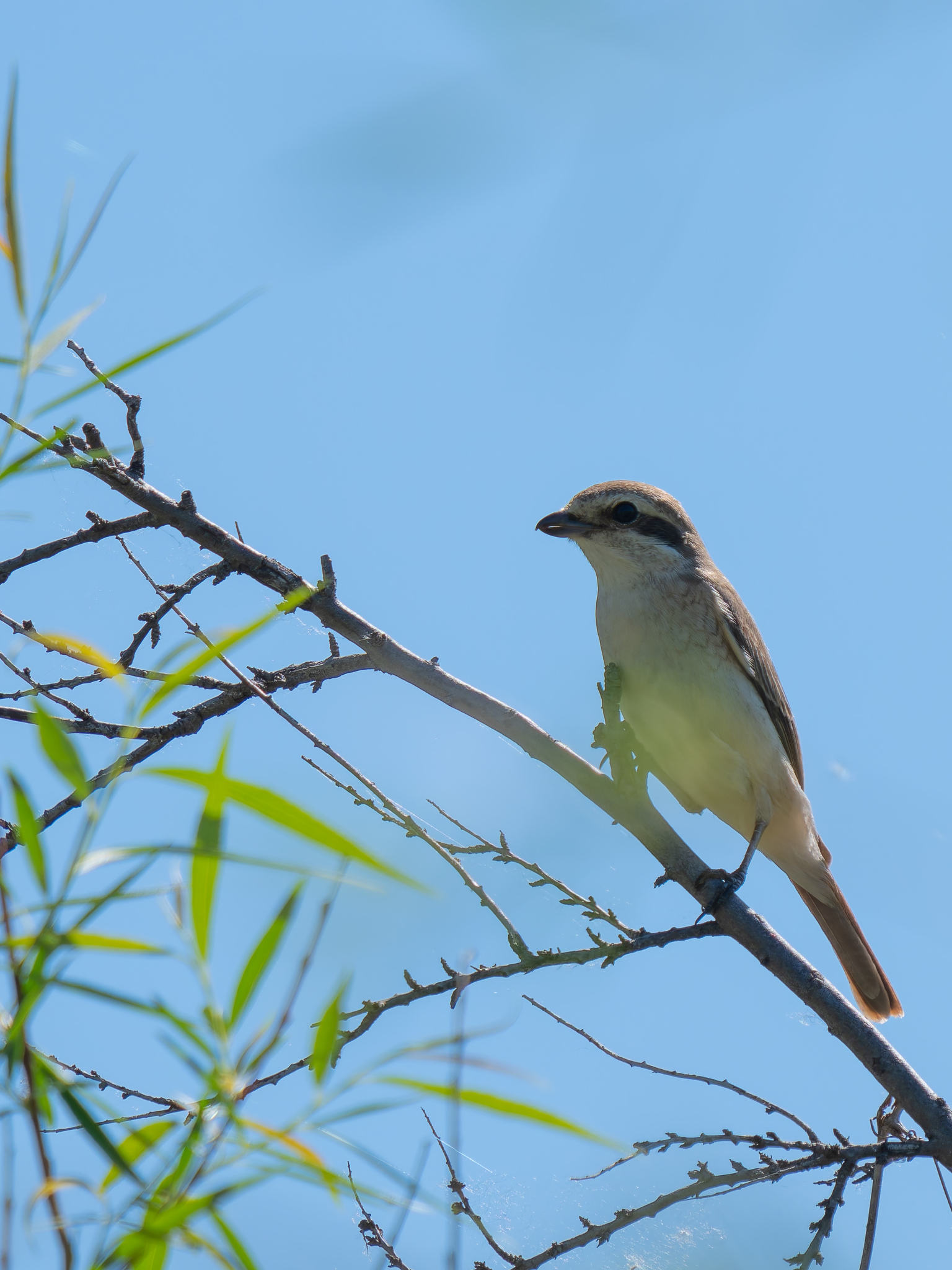 Red-tailed Shrike (Lanius phoenicuroides), photo 4
