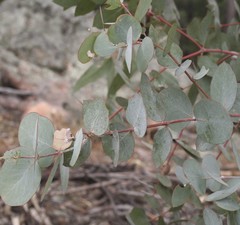 Eucalyptus goniocalyx