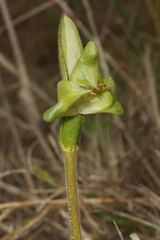 Disperis cucullata