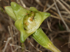 Disperis cucullata