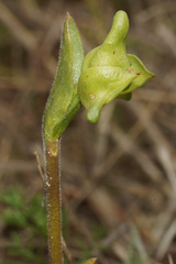 Disperis cucullata