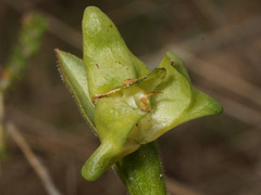 Disperis cucullata