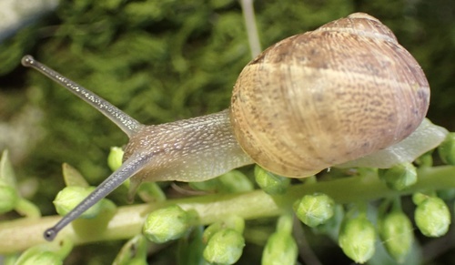 Cornu aspersum