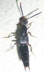 Staphylinoidea