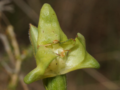 Disperis cucullata