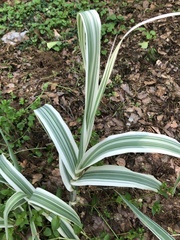 Arundo donax versicolor