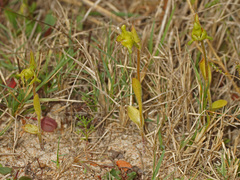 Disperis cucullata