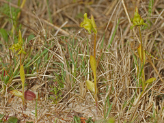 Disperis cucullata