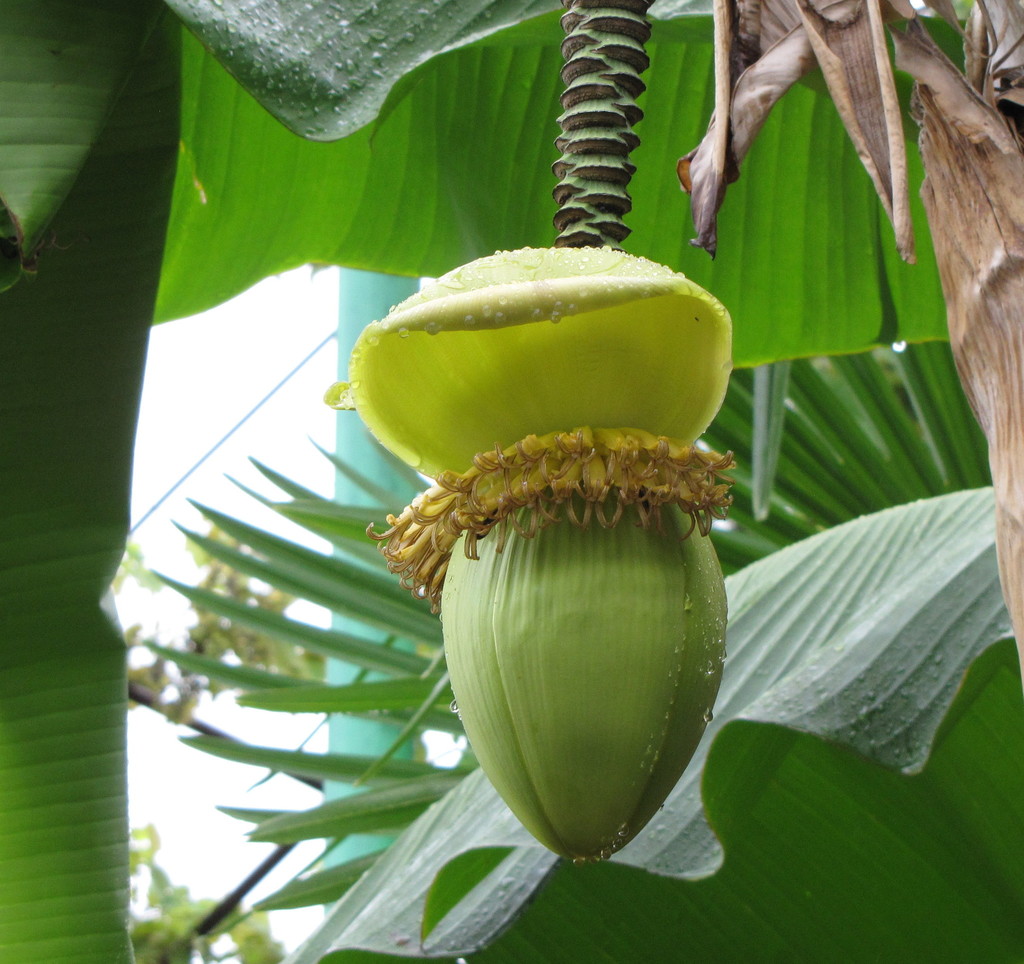 Japanese banana