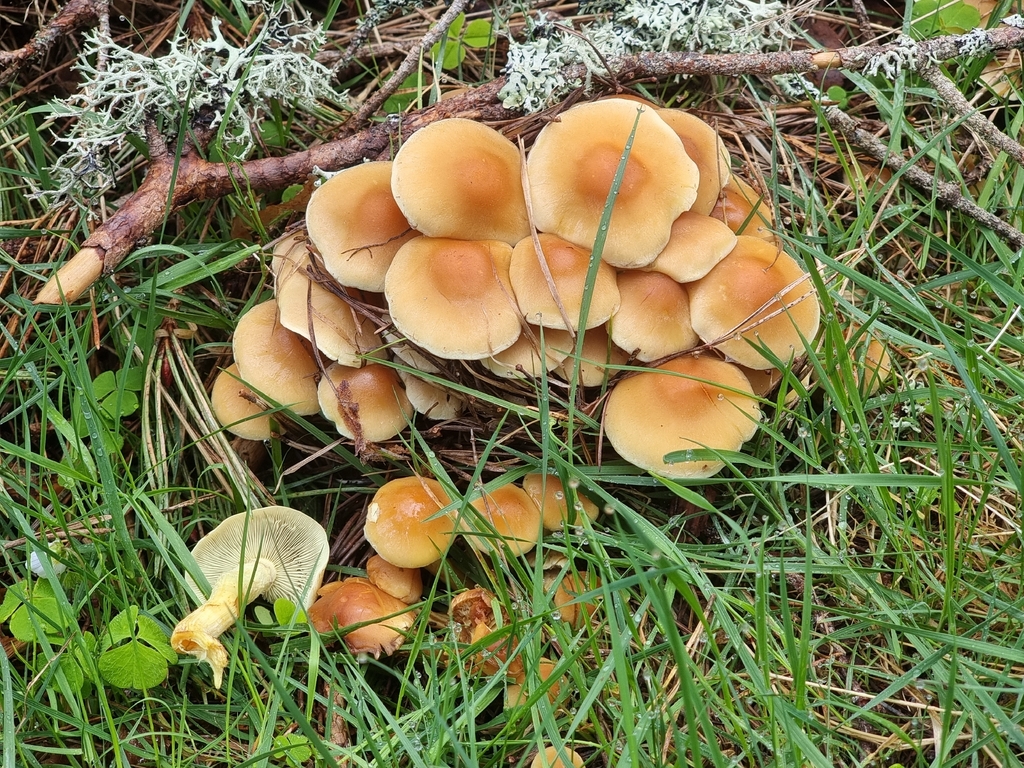 Hypholoma fasciculare · May 2026 · photo: © james_ferns_etc (iNaturalist, cc-by-nc)