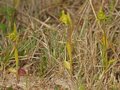 Disperis cucullata