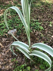 Arundo donax versicolor