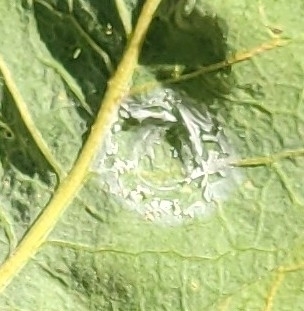 iNaturalist observation photo of life
