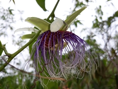 Passiflora acuminata