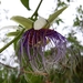 Passiflora acuminata - Photo (c) Douglas Silva Menezes, some rights reserved (CC BY-NC), uploaded by Douglas Silva Menezes