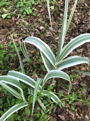 Arundo donax versicolor