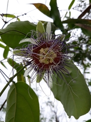 Passiflora acuminata