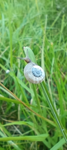 Theba pisana