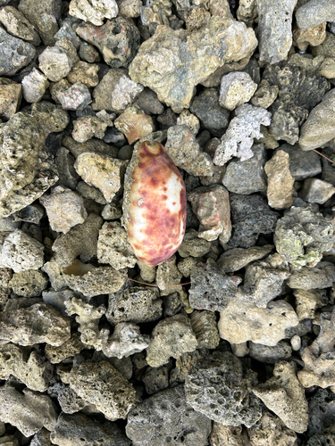 Chelycypraea testudinaria observed 2026-05-05