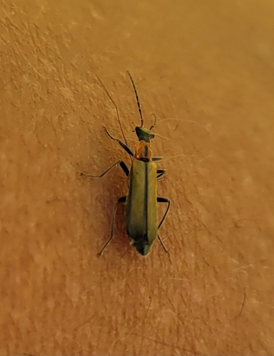 iNaturalist observation photo of Dichelotarsus cavicollis