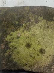 Bacidina delicata