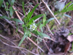 Moehringia macrophylla