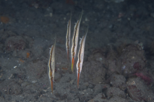 Grooved razorfish (Centriscus scutatus) — Centriscidae — 4