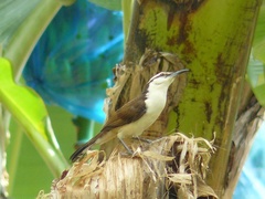 Campylorhynchus griseus