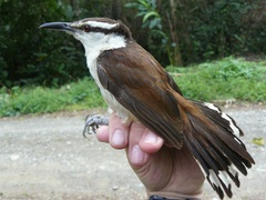 Campylorhynchus griseus